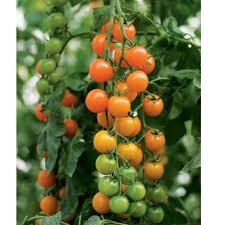 Cauralina – Tomato Seed