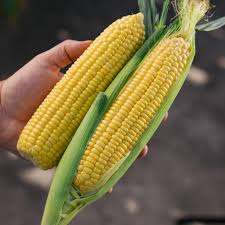 SS3778R – Corn Seed