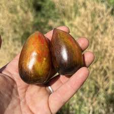 Magic Bullet – Organic Tomato Seed