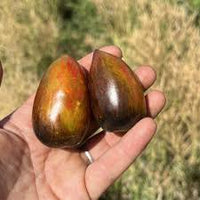 Magic Bullet – Organic Tomato Seed