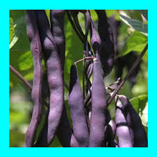 Climbing Bean- Purple King
