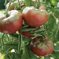 Marnero – Tomato Seed