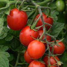 Heirloom Mountain Magic Campari Tomato Seeds for Planting – Sweet, Crack-Resistant Hybrid – Non-GMO Garden Seeds