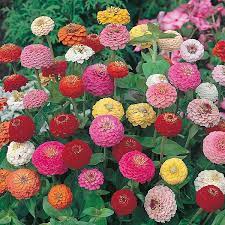 Sunbow Mix – Zinnia Seed