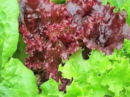 Lettuce- Loose Leaf Mix