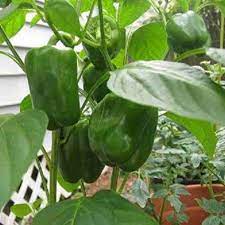 Capsicum Green Vegetable Seeds