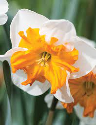 Orangery – Narcissus