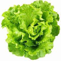 Lettuce Butter Head Green Vegetable Seeds