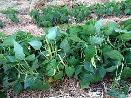 Rocdor – Organic Bean Seed