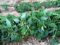 Rocdor – Organic Bean Seed