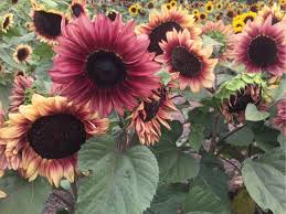 Sunflower- Compact Lilac Spray F1