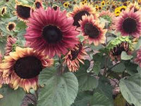 Sunflower- Compact Lilac Spray F1