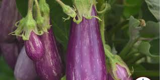 Fairy Tale – Eggplant Seed