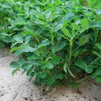 Methi Shalimar Improved Organic Vegetable Seeds