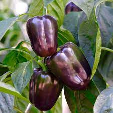 Islander – Purple Bell Pepper Seed