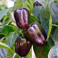 Islander – Purple Bell Pepper Seed
