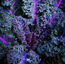 Frise Rouge – Organic Kale Seed