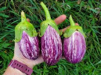 Eggplant- Listada de Gandia