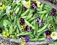 Honey Snap – Golden Yellow Snap Pea Seeds