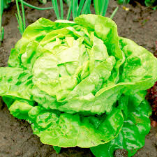Lettuce- All Year Round