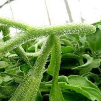 Crystal Iceplant Seeds for Planting - Heirloom and Non-GMO garden seeds, Flavor, Fresh and Crisp