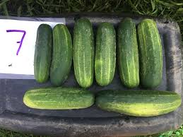 Citadel – Cucumber Seed