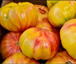Big Rainbow Bi-Color Tomato Seeds for Planting – Heirloom & Non-GMO Seeds