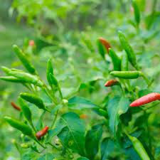 Chilli Hybrid Vasudha Vegetable Seeds