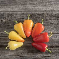 Havasu Pepper Seed (Santa Fe Pepper Seed)