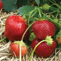 Galletta – Strawberry Seed Plants