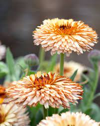 Calendula- Touch of Red Buff
