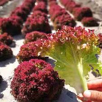 Red Tip – Lettuce Seed