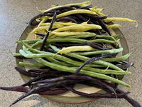 Carson – Bean Seed