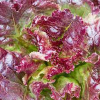 Lettuce Butter Head Red Vegetable Seeds