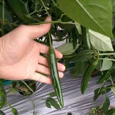 Jalafuego – Organic Jalapeno Pepper Seed