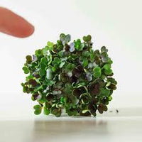Pac Choi, Red Choi – Organic Microgreen Seed