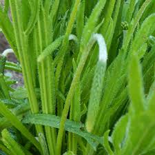 Minutina – Specialty Green Seed