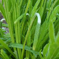 Minutina – Specialty Green Seed