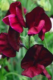 Sweetpea- Royal Maroon