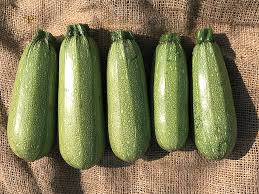 Mexicana – Organic Zucchini Squash Seed