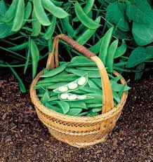 Eastland Lima Bean Seeds