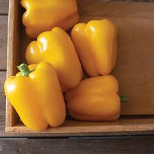 SVPB8415 – Bell Pepper Seed