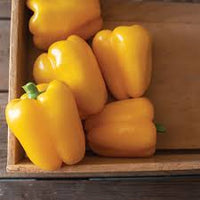 SVPB8415 – Bell Pepper Seed