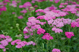 Yarrow- Cerise Queen