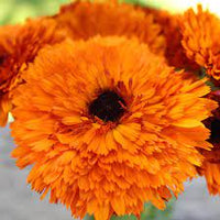 Calendula- Touch of Red Orange