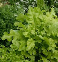 Lettuce- Salad Bowl Green 25g
