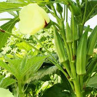 Jambalaya 2.0 – Okra Seed