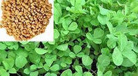 Methi Bombay Wali Vegetable Seeds