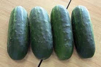 Max Pack – Cucumber Seed