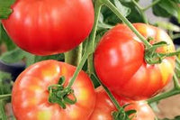 Brandywine/Shin Cheong Gang Grafted – Organic Tomato Seed